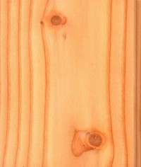 カラマツ カラマツ